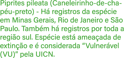 Piprites pileata (Caneleirinho de chap u preto) H registros da esp cie em Minas Gerais, Rio de Janeiro e S o Paulo. ...
