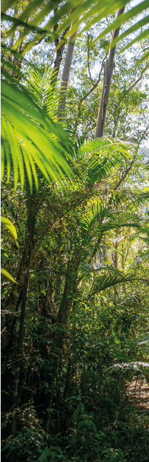 A hiking trail surrounded by the lush trees and foliage of the Atlantic Forest, Brazil's main biome, within the Parque das Neblinas private protected area. S o Paulo, Brazil
