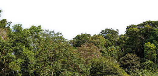 Green trees isolated on white background. Atlantic forest and rainforest. Row of trees and bushes. Itaipava, Rio de Janeiro, Brazil