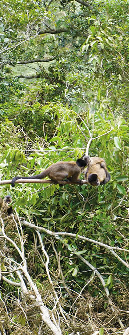 The black capuchin (Sapajus nigritus), also known as the black-horned capuchin, is a capuchin monkey from the Atlantic Forest in south-eastern Brazil. Bosco Park site, Tiangu – Cear . Brazil.