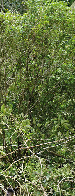The black capuchin (Sapajus nigritus), also known as the black-horned capuchin, is a capuchin monkey from the Atlantic Forest in south-eastern Brazil. Bosco Park site, Tiangu – Cear . Brazil.