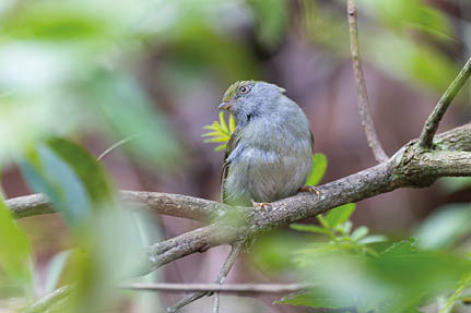 tangarazinho femea, ave brasileira de mata atlantica