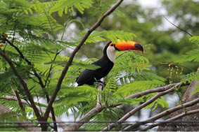 Atlantic Forest Birds, Brazil - Toco Toucan