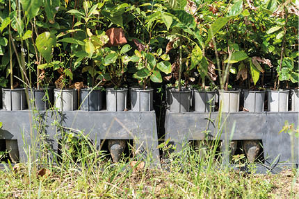 Green rainforest plant seedlings on open air nursery for reforestation project, countryside of Rio de Janeiro, Brazil