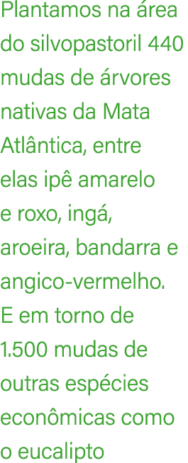 Plantamos na rea do silvopastoril 440 mudas de  rvores nativas da Mata Atl ntica, entre elas ip  amarelo e roxo, ing...