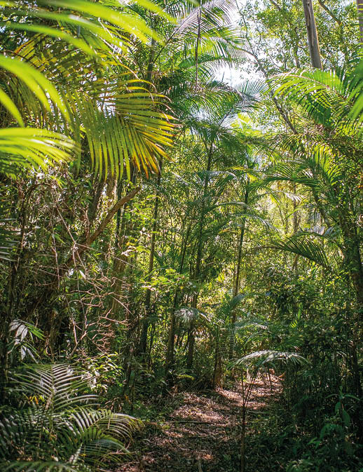 A hiking trail surrounded by the lush trees and foliage of the Atlantic Forest, Brazil's main biome, within the Parque das Neblinas private protected area. S o Paulo, Brazil