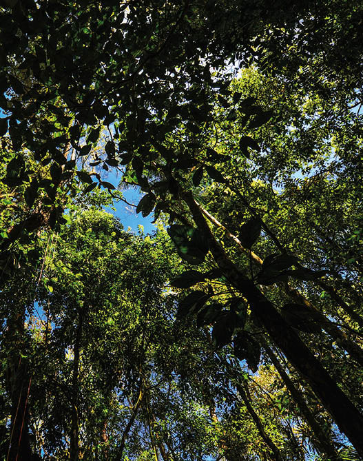Preserved patch of Atlantic rainforest in the Serra dos rg os National Park, Guapimirim, Rio de Janeiro state, Brazil